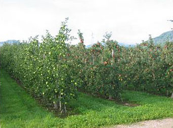plantaza