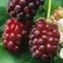 Boysenberry Opis