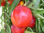 Nektarina Opis