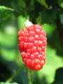Tayberry Opis