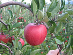 braeburn